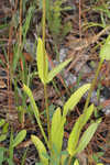 Manyflower beardtongue